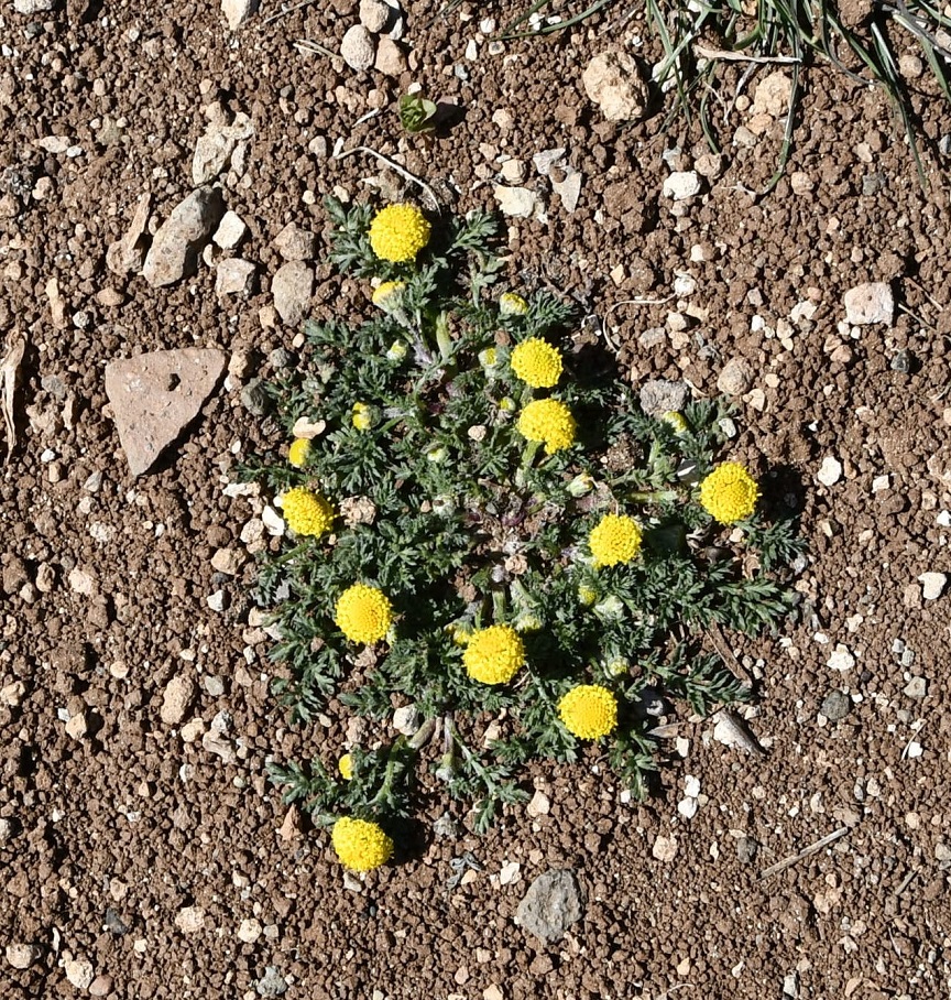 Image of Anthemis rigida specimen.