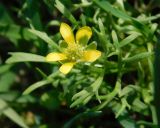 Ceratocephala orthoceras