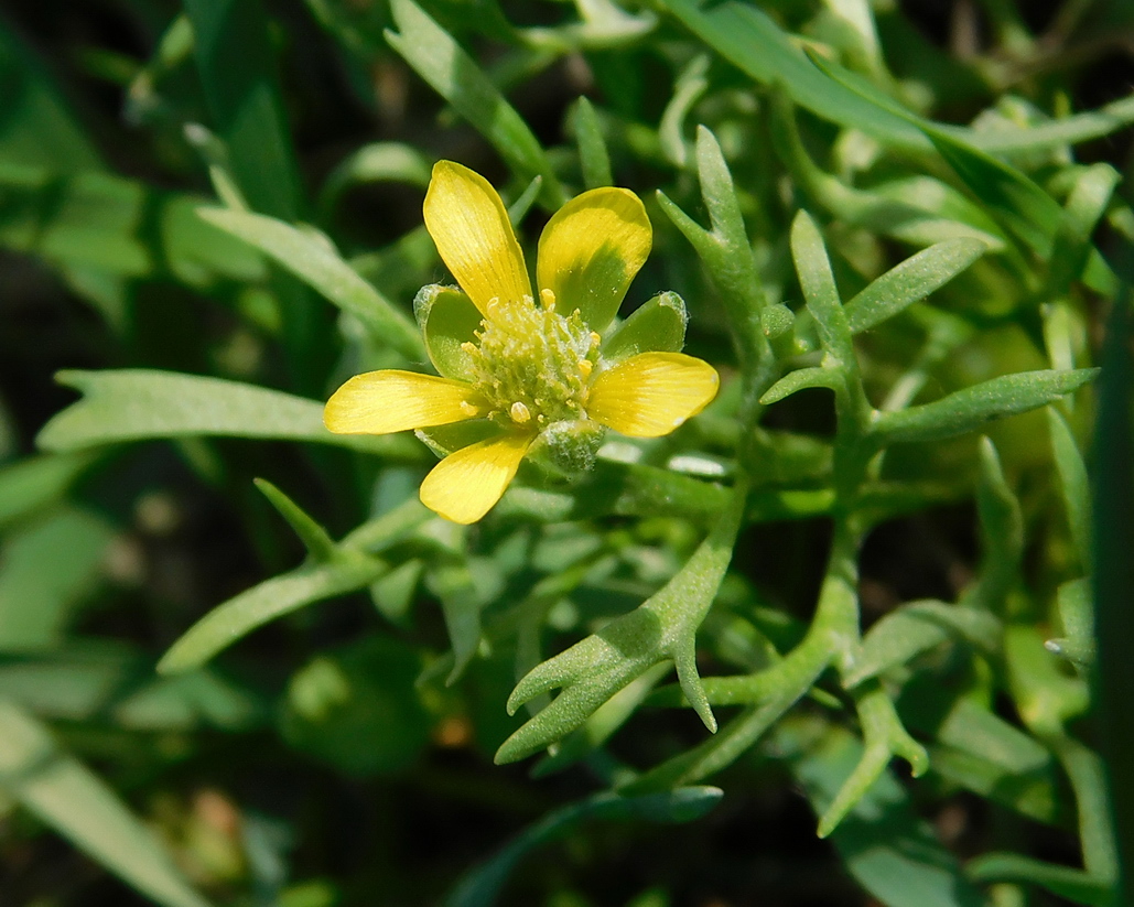 Изображение особи Ceratocephala orthoceras.