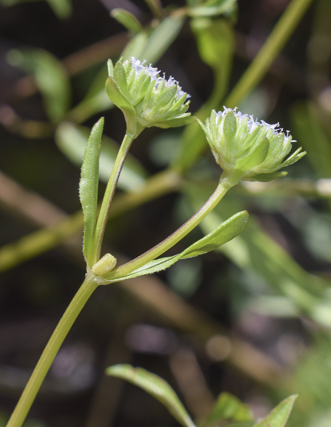 Изображение особи Valerianella locusta.