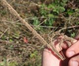 Смотреть изображение Phleum phleoides