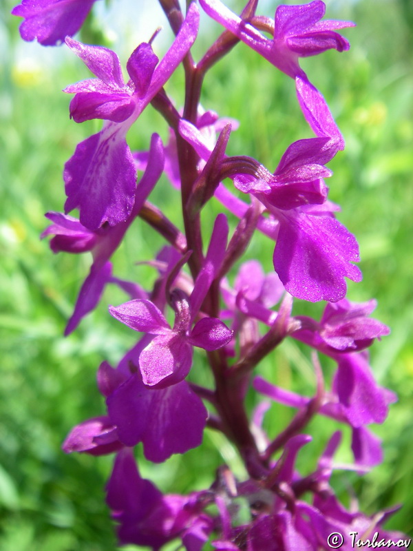 Image of Anacamptis laxiflora ssp. elegans specimen.