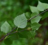View full-size image genus Betula