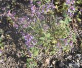 View full-size image genus Nepeta