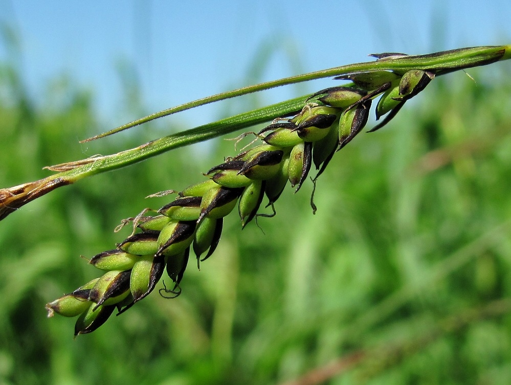 Изображение особи Carex cespitosa.