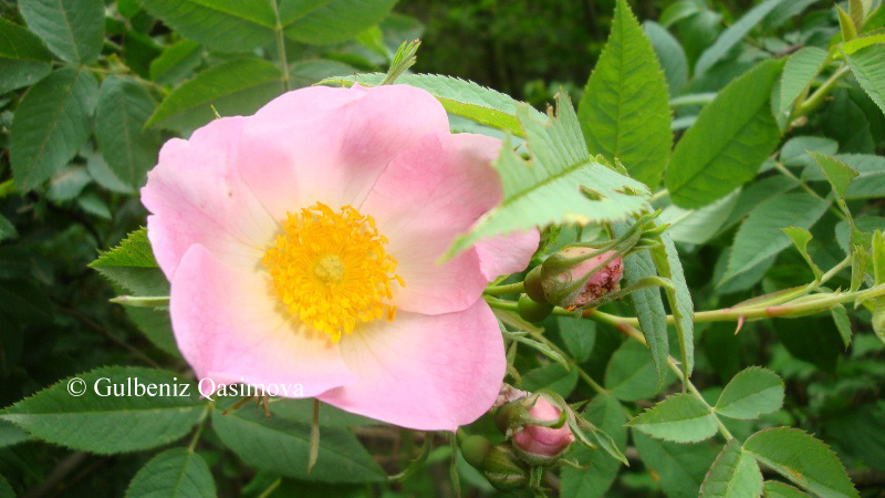 Image of genus Rosa specimen.