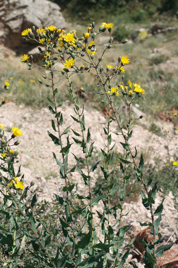 Image of Hieracium virosum specimen.