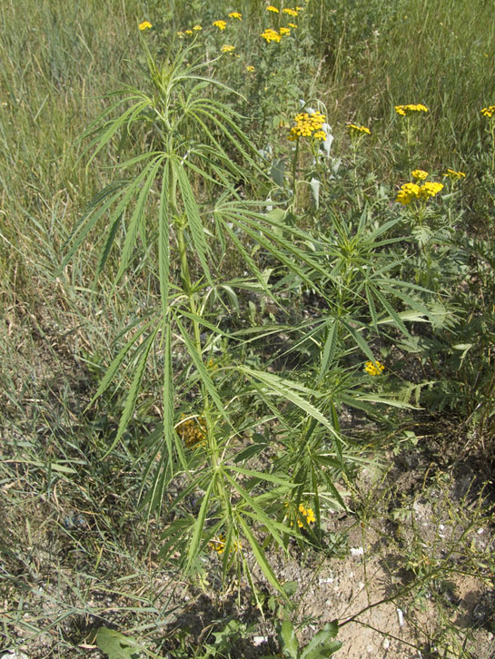 Image of Cannabis sativa specimen.