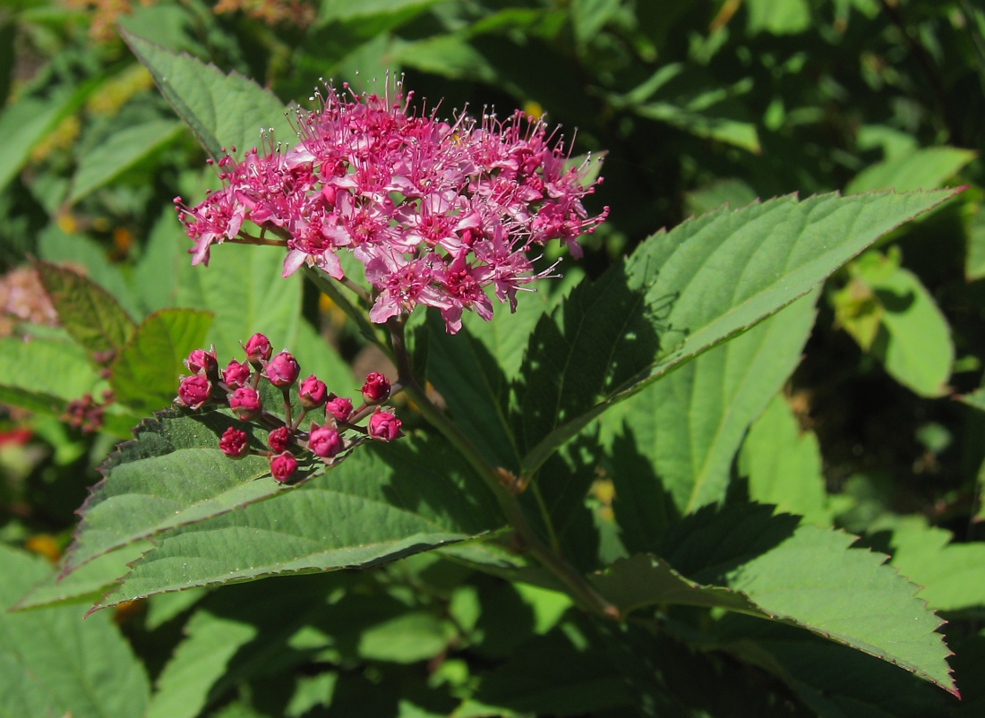 Image of Spiraea japonica specimen.