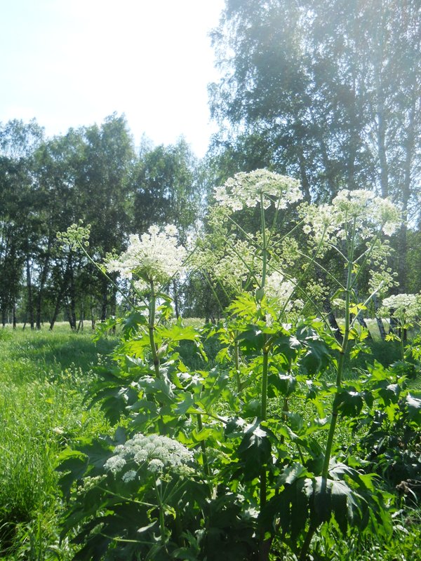 Изображение особи Heracleum dissectum.