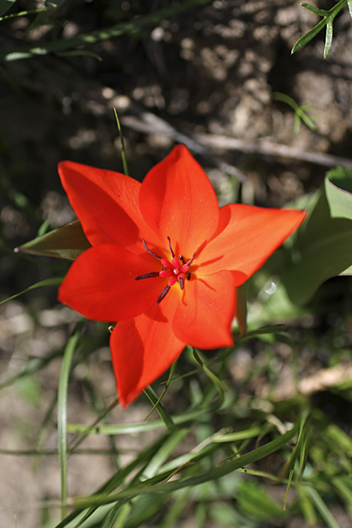 Image of Tulipa praestans specimen.