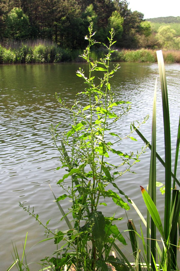 Image of Rumex conglomeratus specimen.