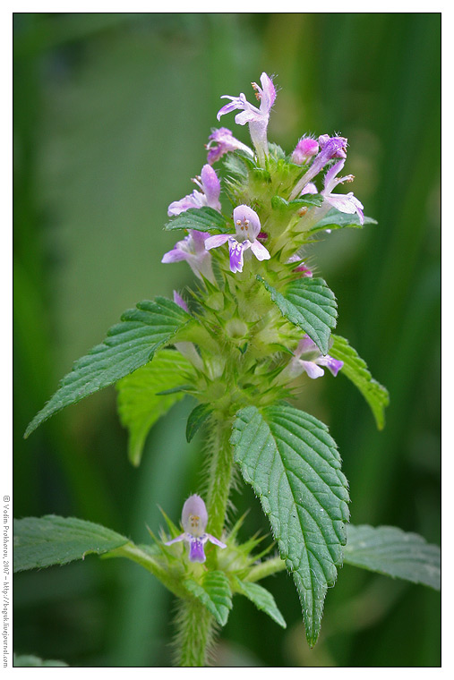 Изображение особи Galeopsis bifida.