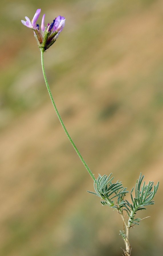 Image of Astragalus falcigerus specimen.