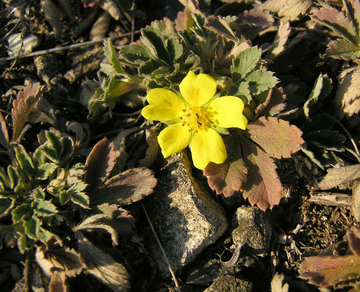 Image of Potentilla incana specimen.