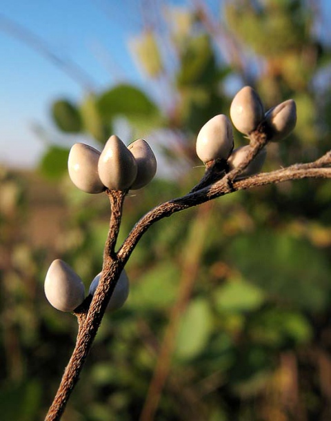 Image of Lithospermum officinale specimen.