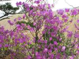 Rhododendron mucronulatum