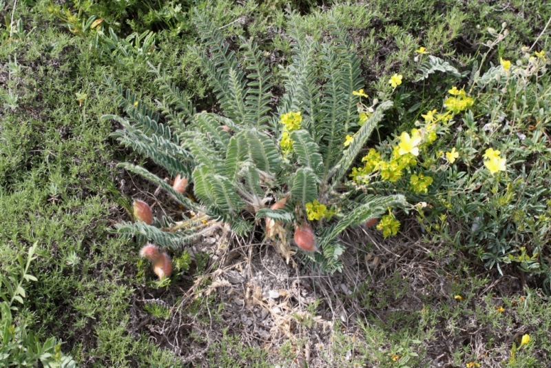 Изображение особи Astragalus utriger.