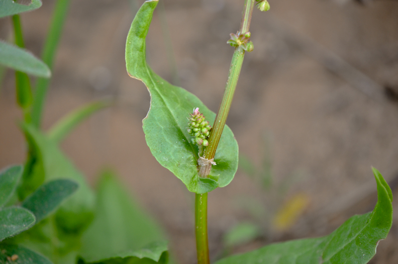 Image of Rumex aeroplaniformis specimen.