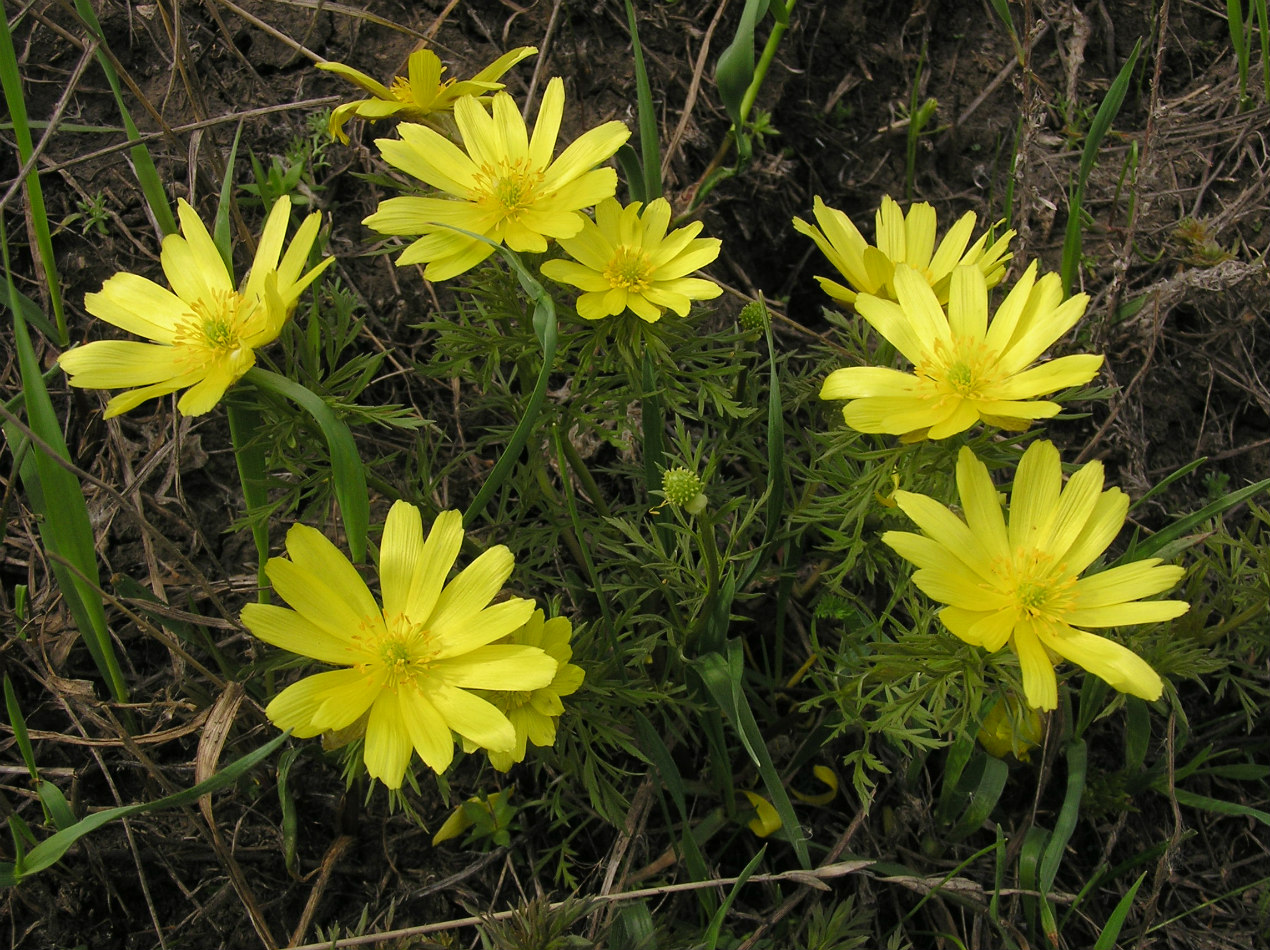 Image of Adonis volgensis specimen.