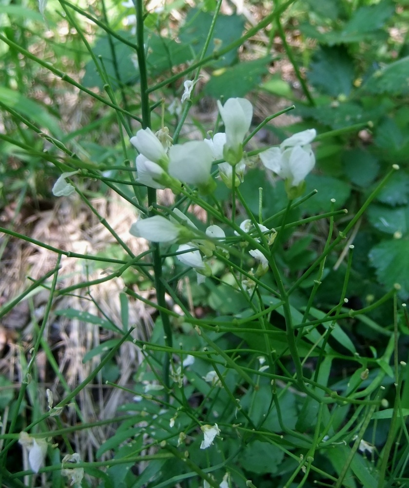 Image of Cardamine tenera specimen.