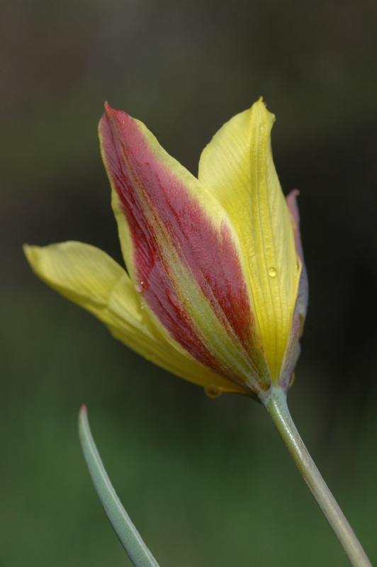 Изображение особи Tulipa iliensis.