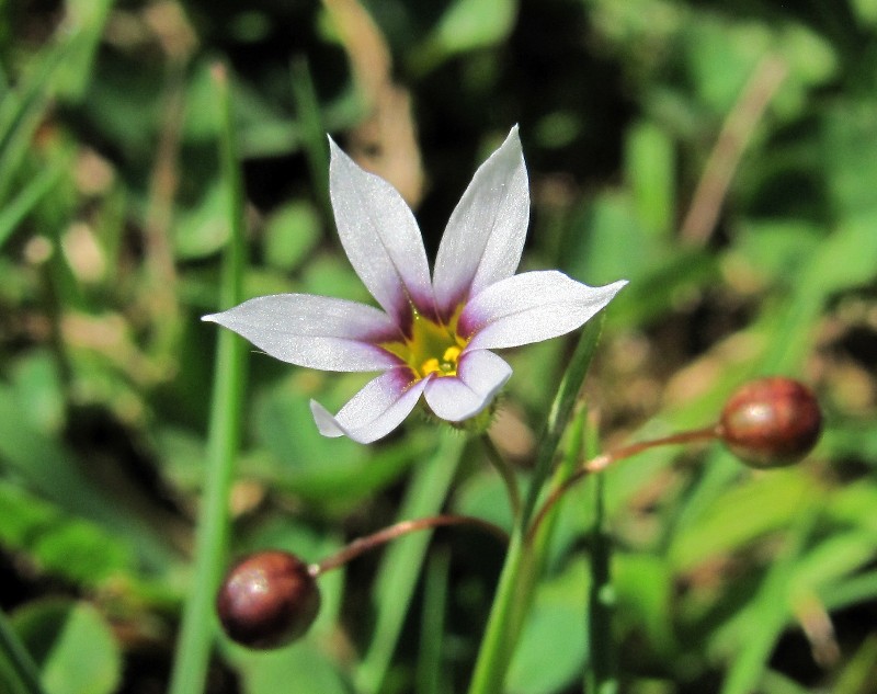 Image of genus Sisyrinchium specimen.