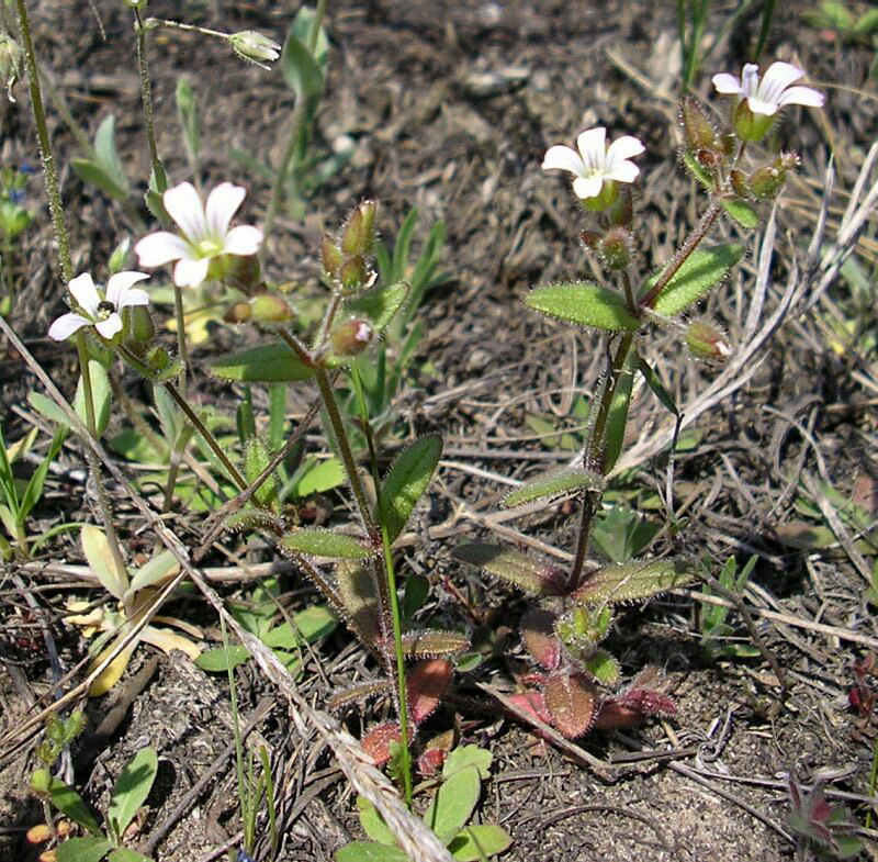 Изображение особи Cerastium pseudobulgaricum.