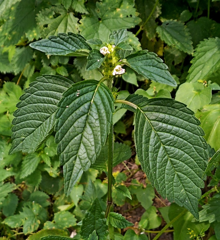 Изображение особи Galeopsis tetrahit.