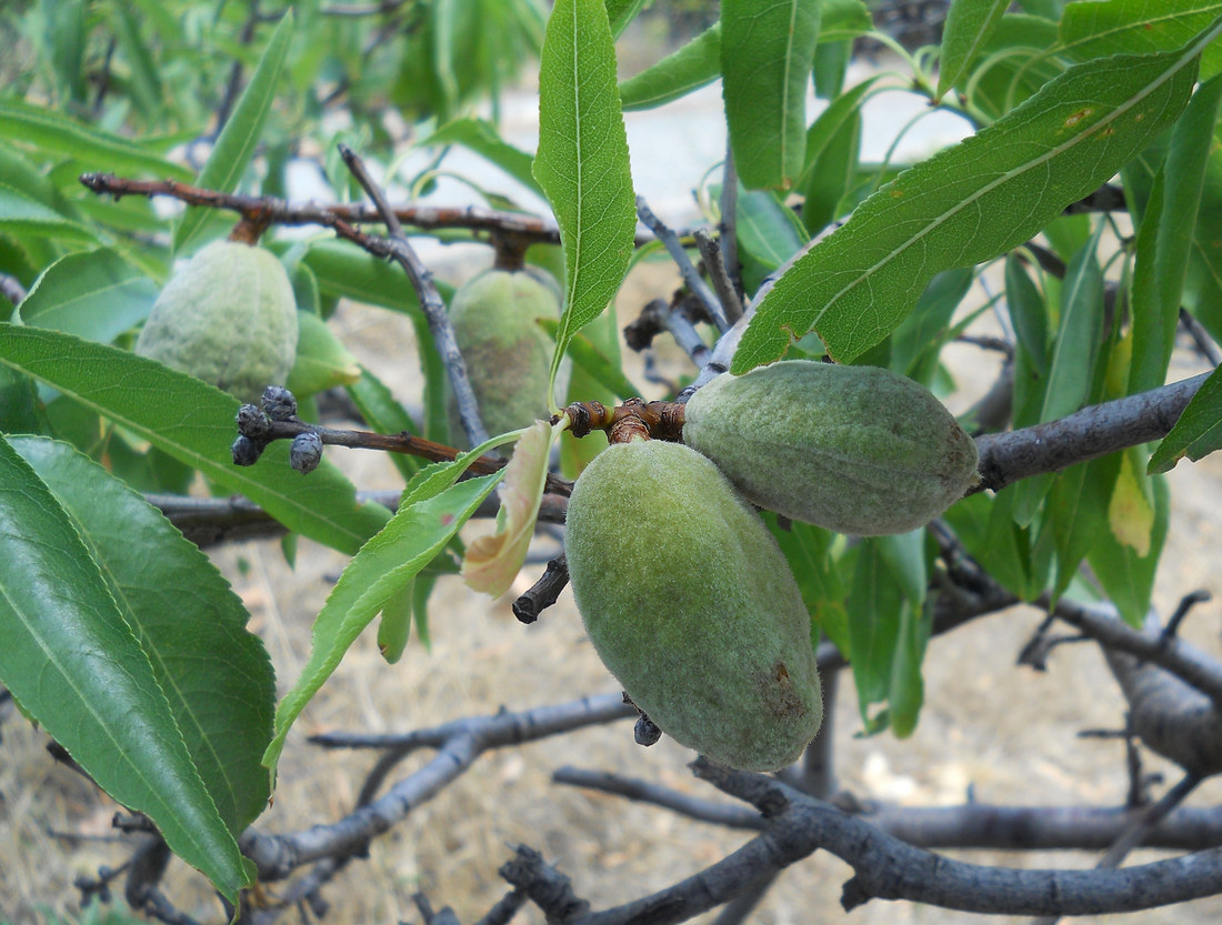 Image of Amygdalus communis specimen.