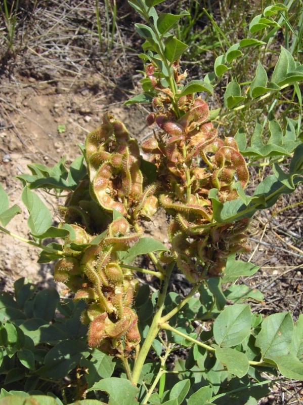 Изображение особи Glycyrrhiza viscida.