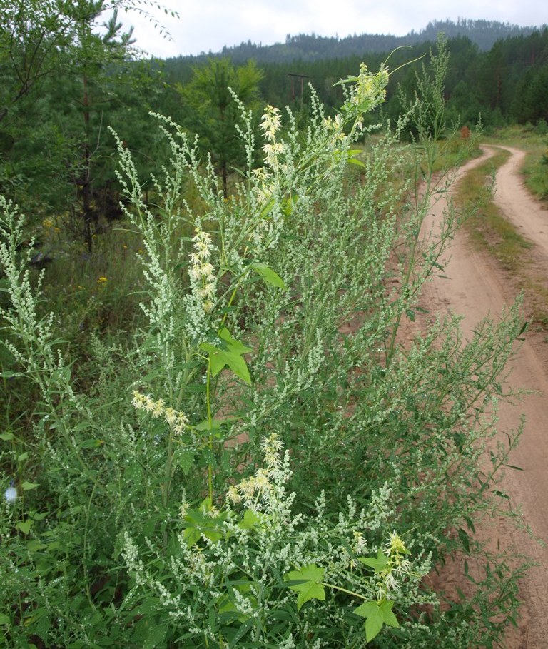 Изображение особи Echinocystis lobata.