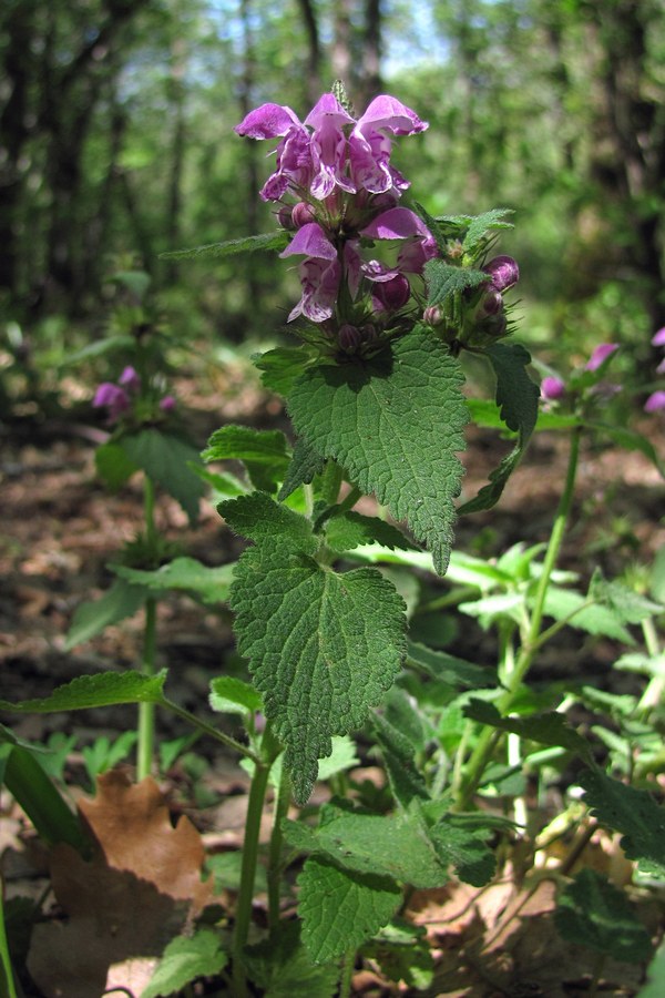 Image of Lamium maculatum specimen.