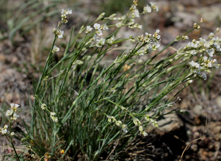 Image of Eremogone ikonnikovii specimen.