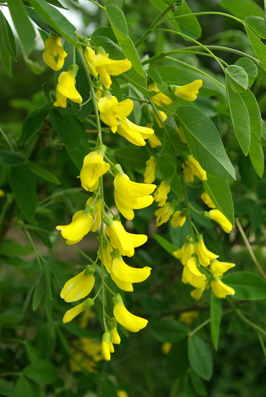 Image of genus Laburnum specimen.