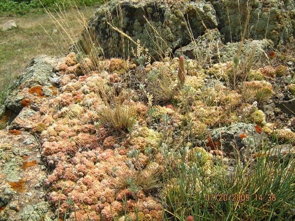 Image of Orostachys spinosa specimen.