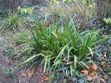 Iris foetidissima