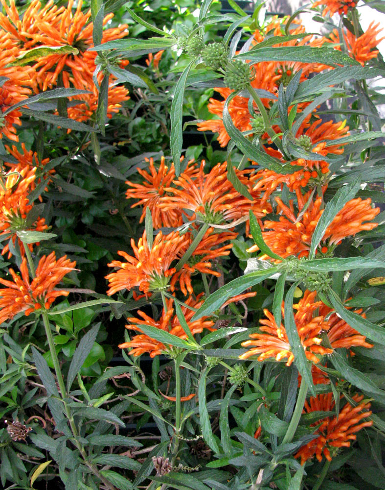 Изображение особи Leonotis leonurus.