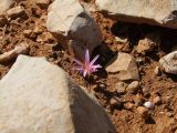Colchicum stevenii. Цветущее растение. Израиль, северная часть Иудейской пустыни, севернее г. Маале Адумим. 16.12.2010.