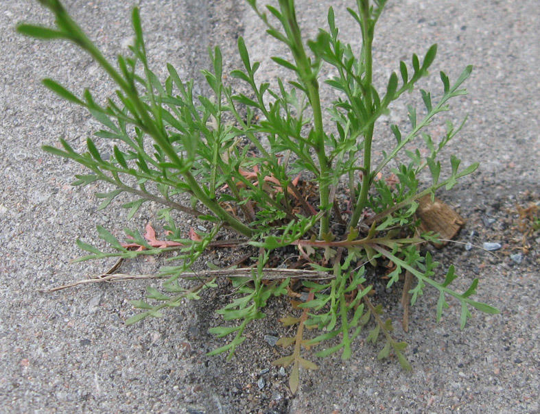 Изображение особи Lepidium ruderale.