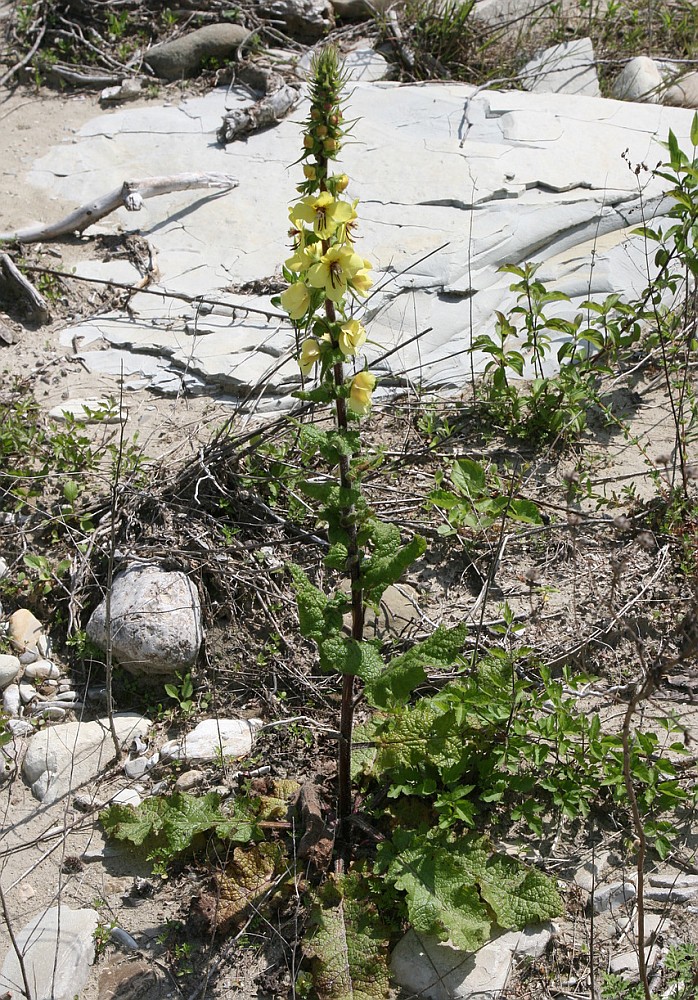 Изображение особи Verbascum spectabile.