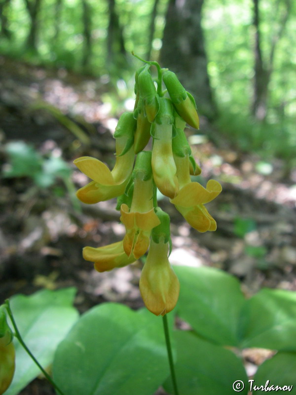 Изображение особи Lathyrus aureus.