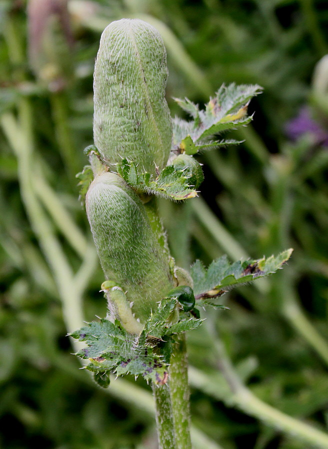 Изображение особи Papaver setiferum.