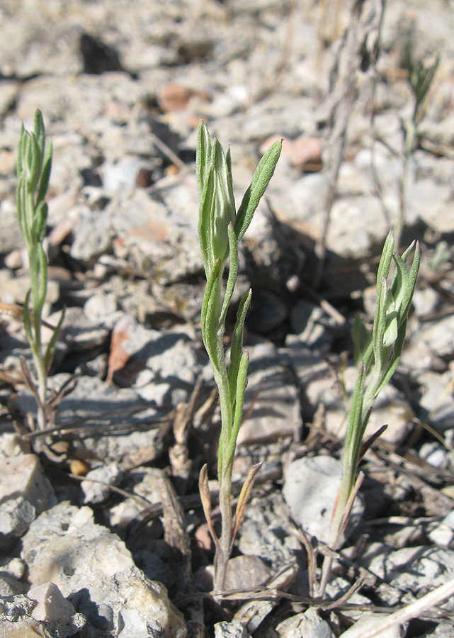 Image of Xeranthemum annuum specimen.