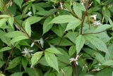 Gillenia trifoliata. Листья. Германия, г. Krefeld, Ботанический сад. 08.06.2013.