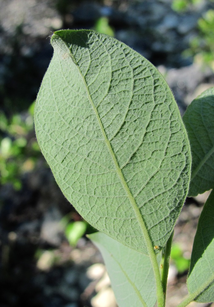 Image of Salix bebbiana specimen.