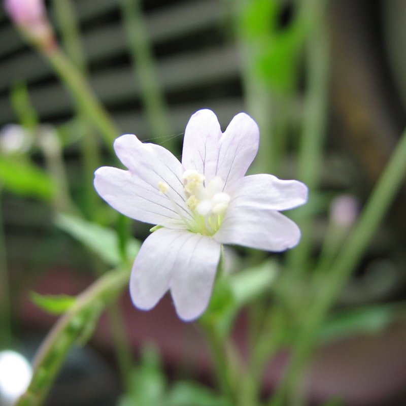 Image of Epilobium montanum specimen.