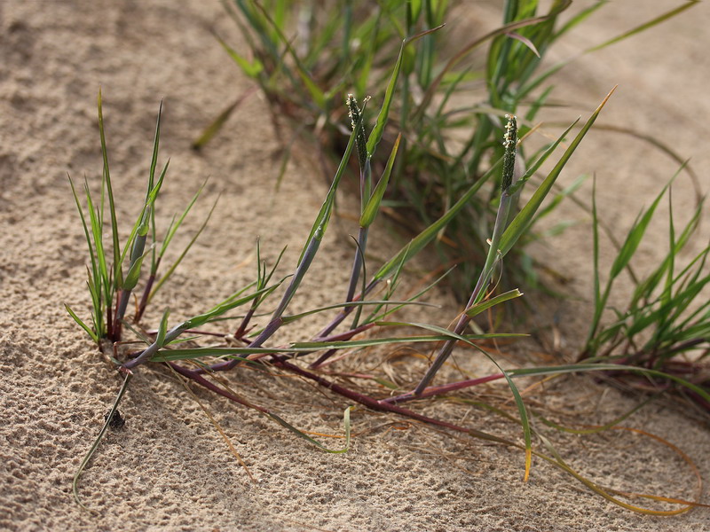 Image of Alopecurus aequalis specimen.