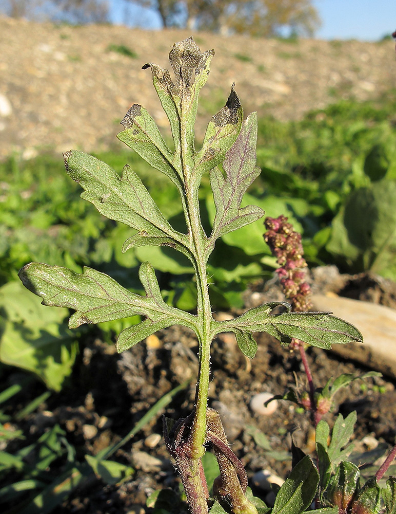 Image of Ambrosia psilostachya specimen.