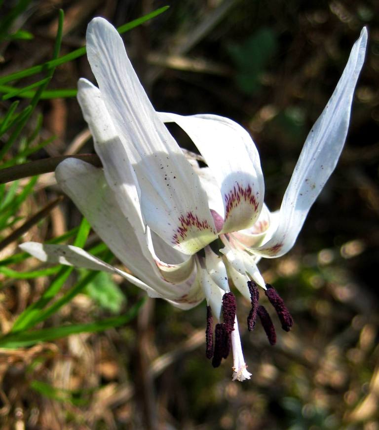 Image of Erythronium sulevii specimen.